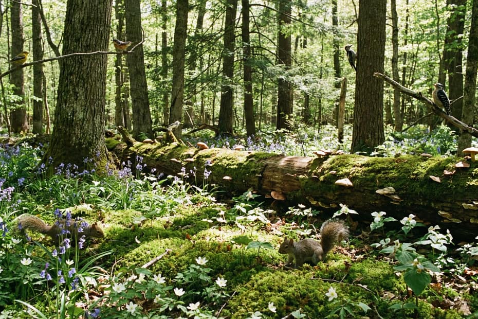 A Forest Full Of Friends A Forest Full Of Friends