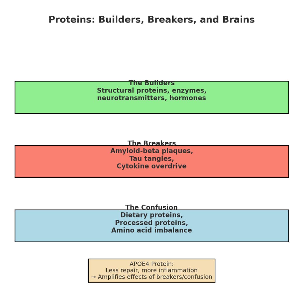Proteins as builders, breakers and brains