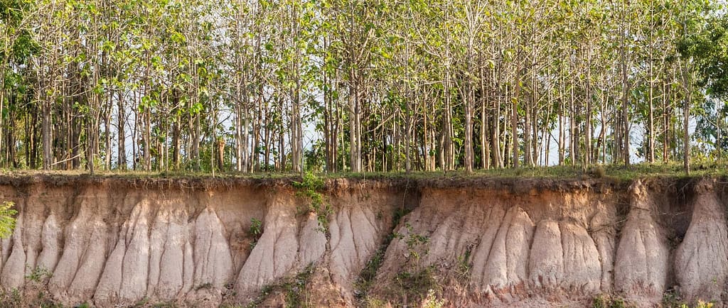 World Soil Day. The underground of the lands under plants, trees, flowers, ... is of utmost importance for a healthy environment and bio culture