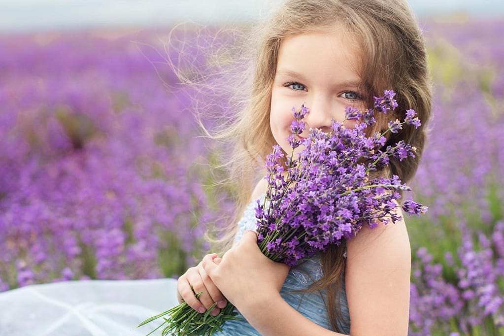 The fragrance of lavender