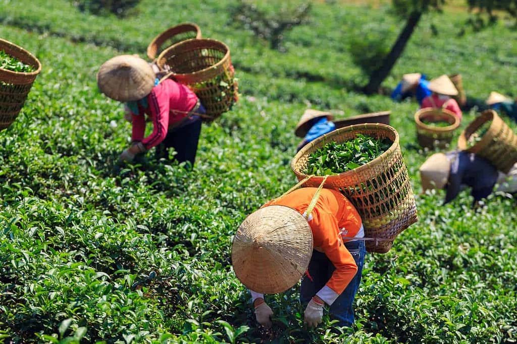 International Day of Rural Women, essential to sustain households, livehoods and improve the food chain