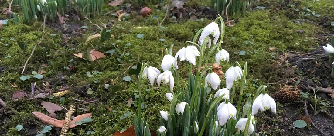 De ontluikende lente