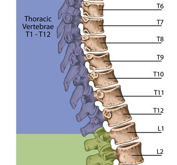 The song of the spine