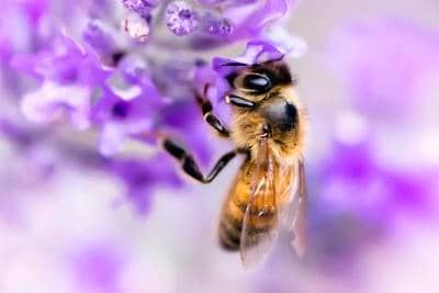 Color purple of the lavender flower