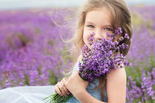 The fragrance of Lavender