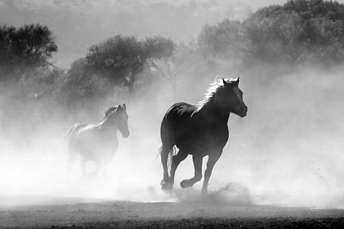 The Wild horse