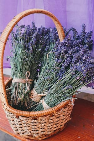 Daily lavender oil solutions