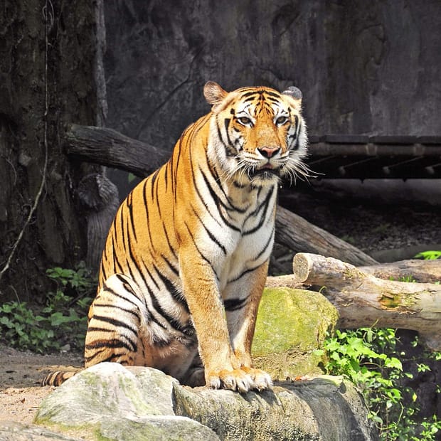 Tiger at Thailand 's Zoo