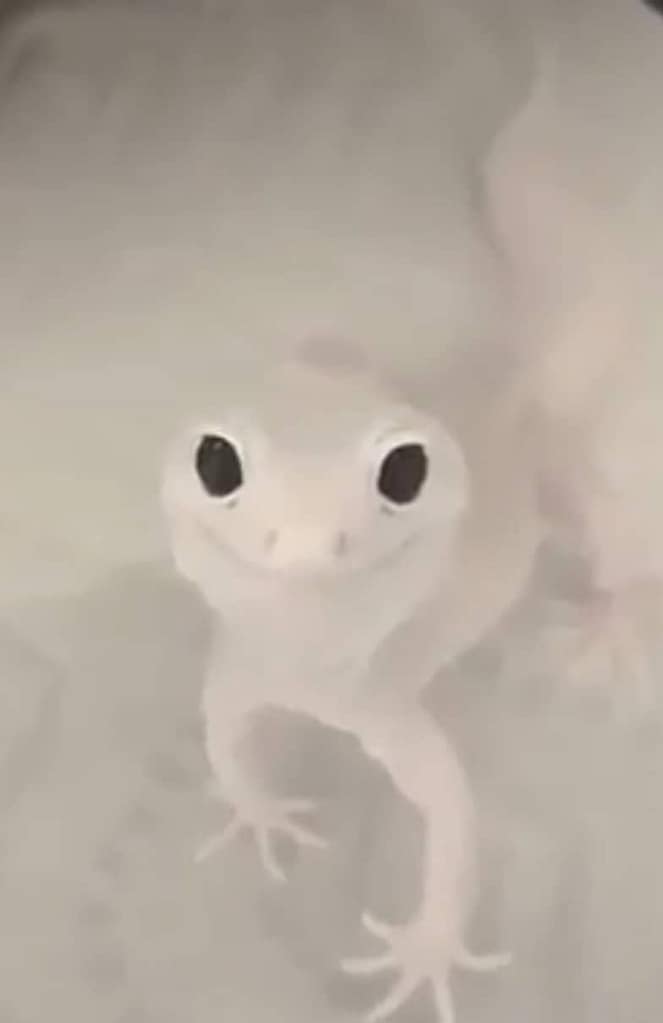 Tester of websites 2 From the tester, using themes and plugins in daily life. And just reporting about the best ones